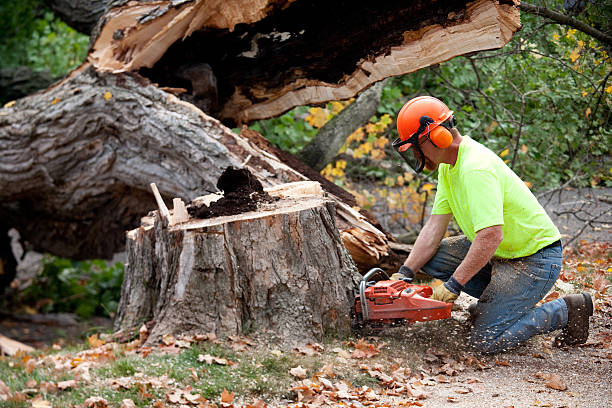 Large Tree Removal in Dillon, MT